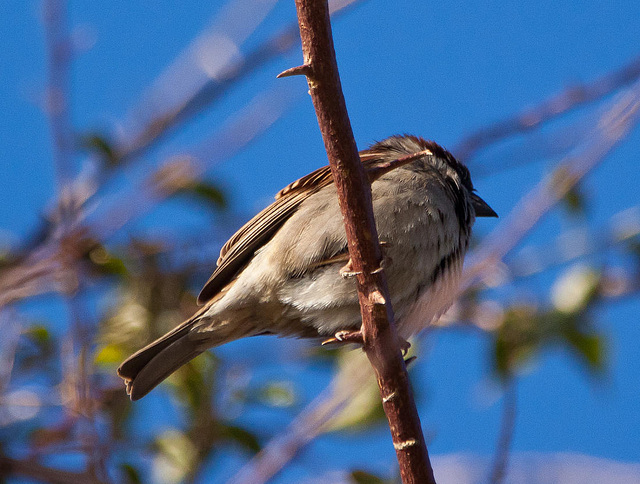 20110228 0026RAfw Antalya Vogel