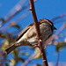 20110228 0026RAfw Antalya Vogel