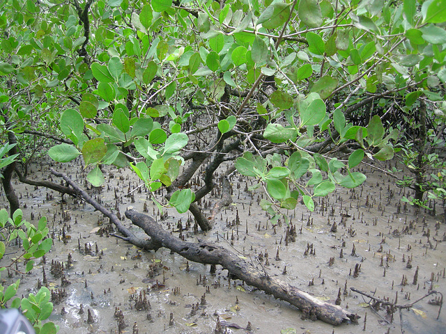 zum Luftschnappen, wenn das Wasser steigt