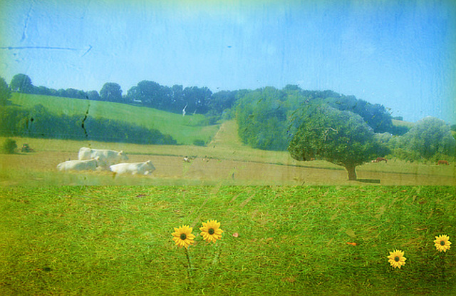 le  bonheur est dans le prés