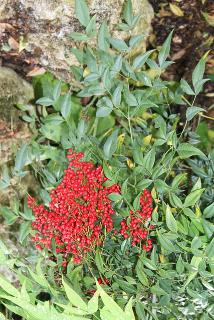 Nandina