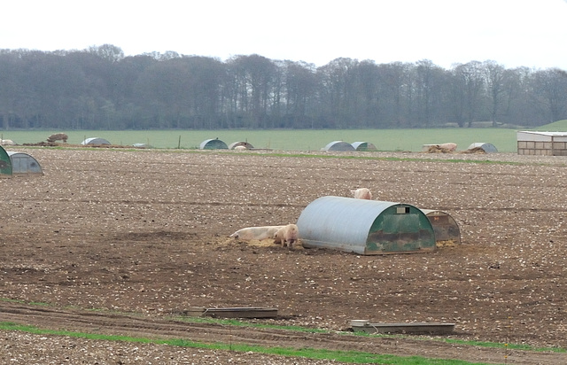 Freilandschweine