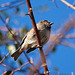 20110228 0025RAfw Antalya Vogel