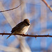 20110228 0024RAw Antalya Vogel