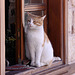 20110228 0013Afw Antalya Hauskatze