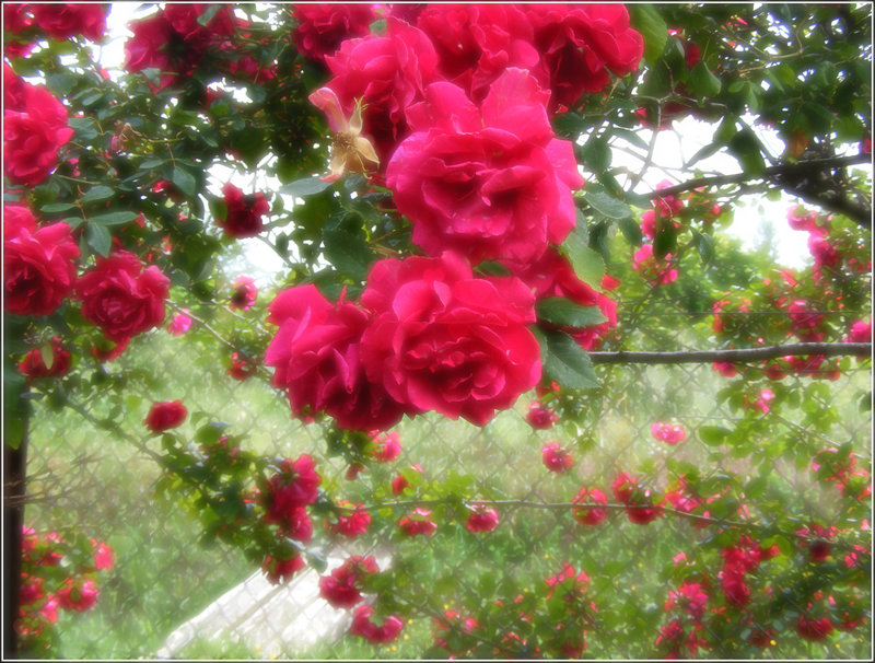 Si ton coeur trouve une rose Cette rose, il faut la garder