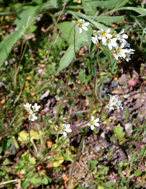 Saxifraga granulata