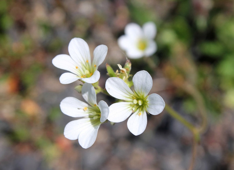 Saxifraga granulata