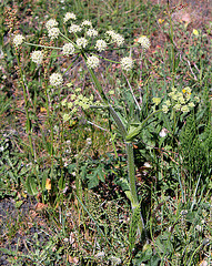 Berce sphondyle- Grande Berce - Heracleum sphondylium