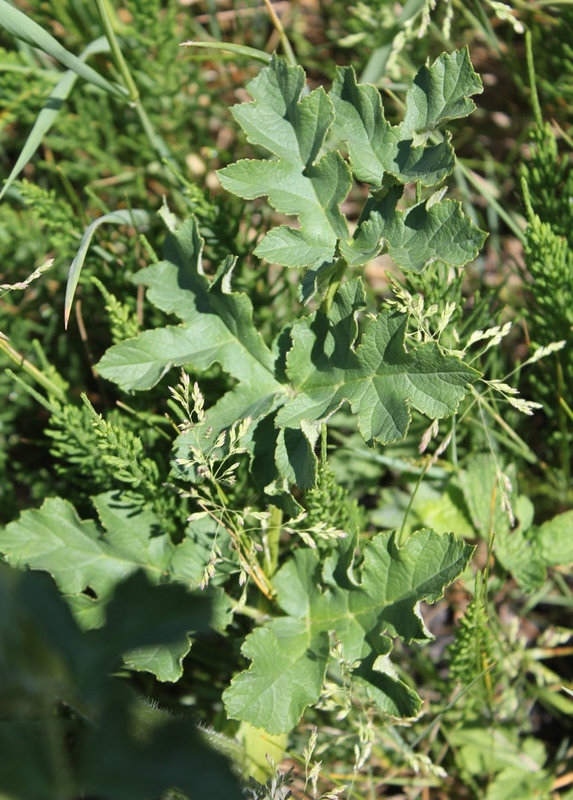 Berce sphondyle- Grande Berce - Heracleum sphondilyum