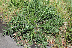 Cirsium eriophorum