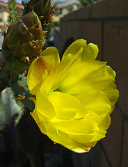 Cactus Flower (1786)