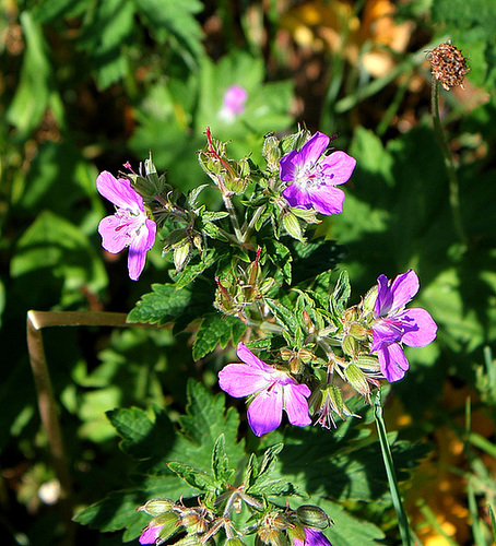 Geranium sylvaticum
