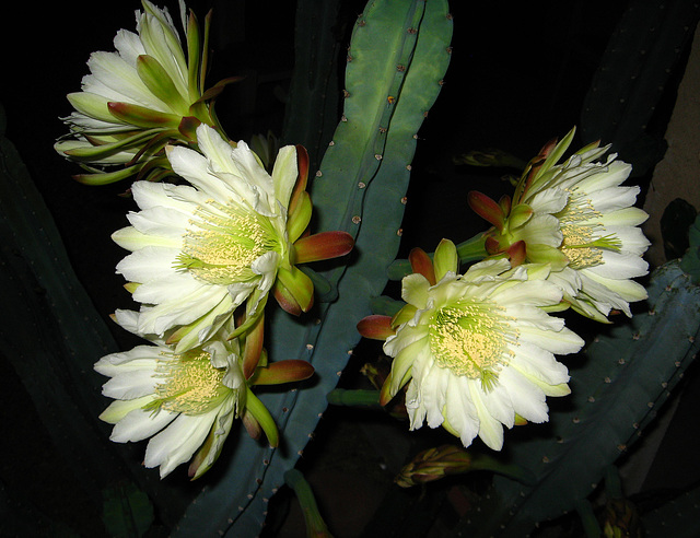 Cereus Blooms (1814)