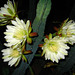 Cereus Blooms (1814)