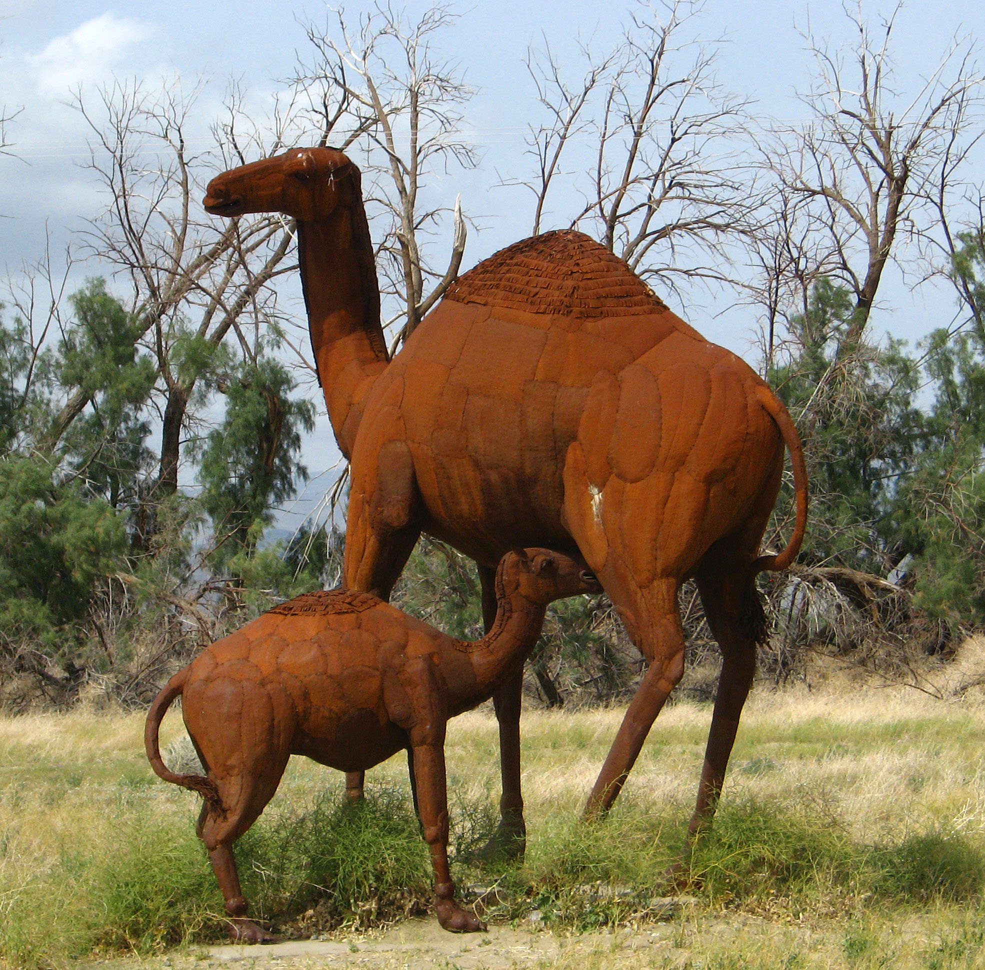 Galleta Meadows Estate - Camels (1670)