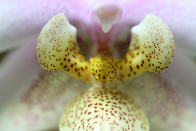 coeur de wiganae