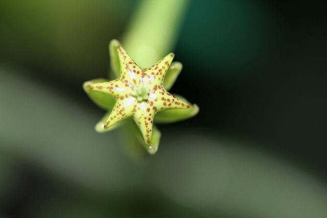 Ceropegia sandersonii