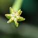 Ceropegia sandersonii