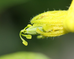 Passiflora citrina