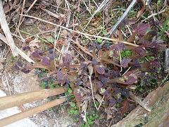 dicentra spectabilis P2260652