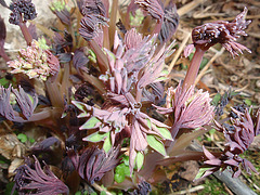 dicentra spectabilis P2260653