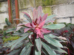 euphorbe amygdaloide purpurea P2260656