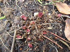 géranium pratense 'dark reiter' P2260660