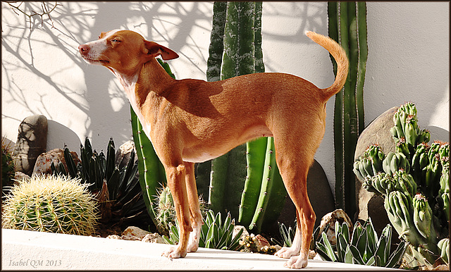 Estrella de los Arcabuceros, podenco andaluz