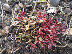 géranium pratense 'hocus pocus' P2260666