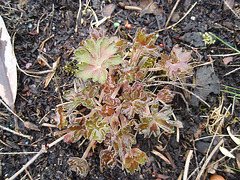 géranium vlassovianum P2260658