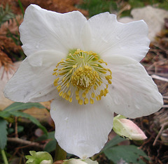 hellebore niger P2260646-2