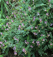 Vicia sepium