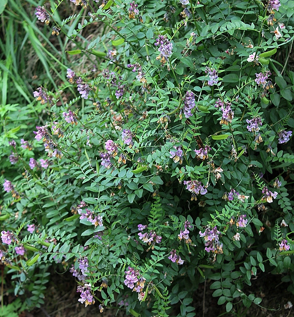 Vicia sepium