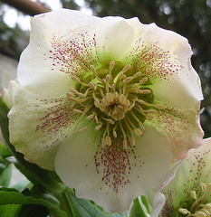 Helleborus orientalis var. guttatus P2260650-2