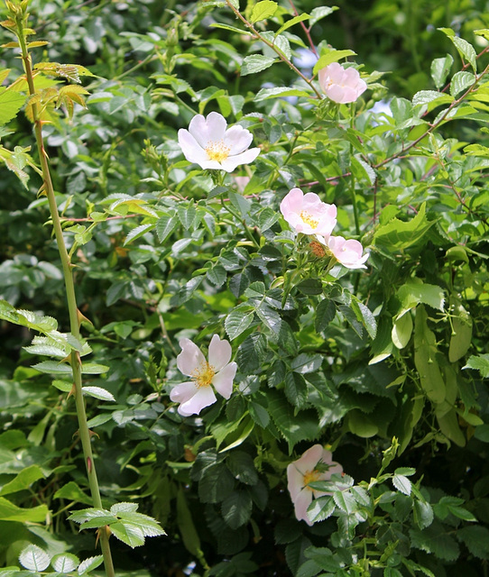 Rosa rubiginosa
