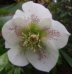 Helleborus orientalis var. guttatus P2260651-2