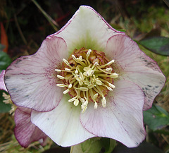 hellebore orientalis P2260645-2