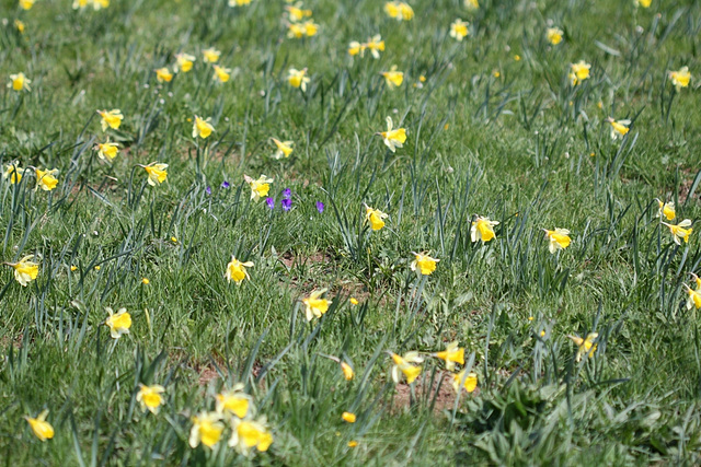 Prairie à Narcissus Pseudonarcissus