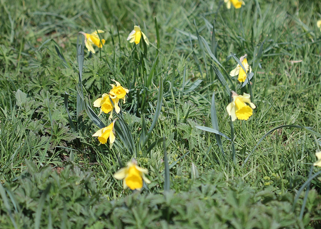 Narcissus pseudonarcissus