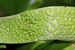 Feuille de Lachenalia pustulata