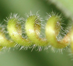 vrille de Passiflore (sanguinolenta)