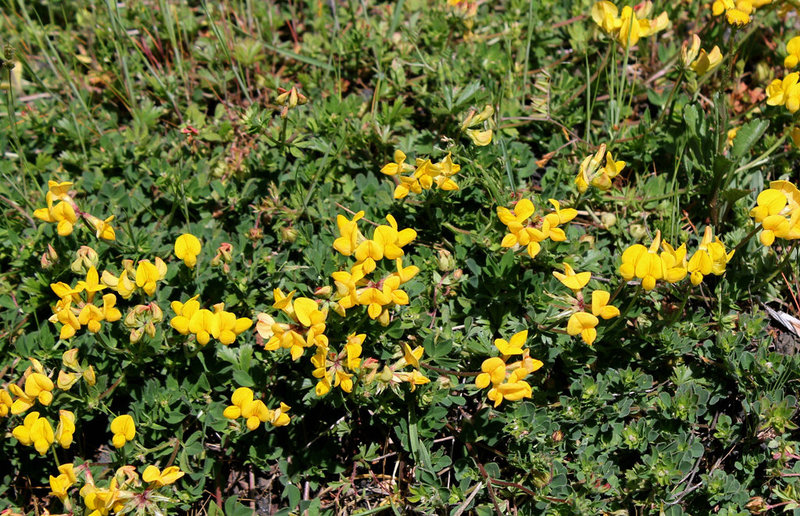 Lotier corniculé-lotus corniculatus