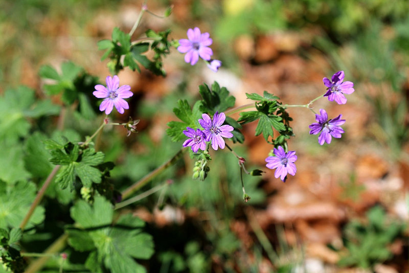 Geranium pyreneicum