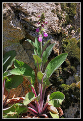 Digitale pourpre Digitale pourpre
