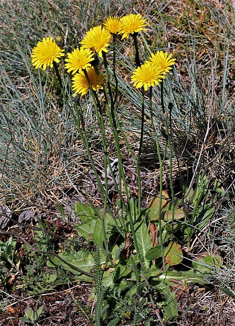 Hypochaeris radicata