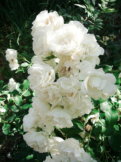 Roses blanches