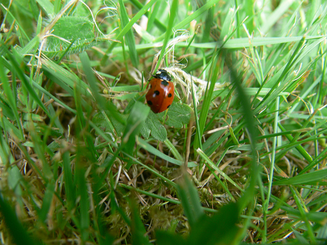 Marienkäferl - ladybird