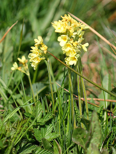 Primula elatior - Primevère élevée