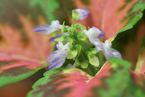 Coleus